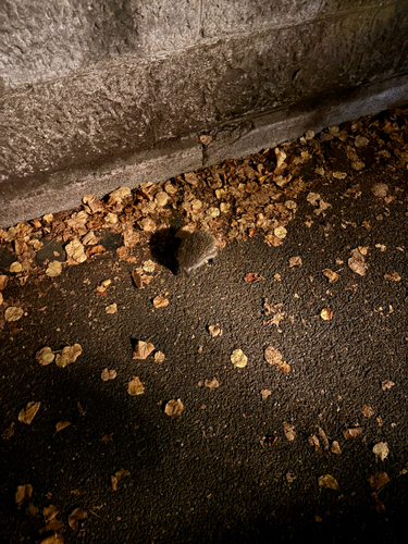 Common Hedgehog