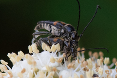 Typocerus lunulatus