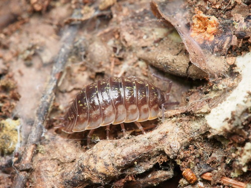 Common Shiny Woodlouse
