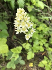 Zigadenus