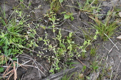 Arenaria serpyllifolia