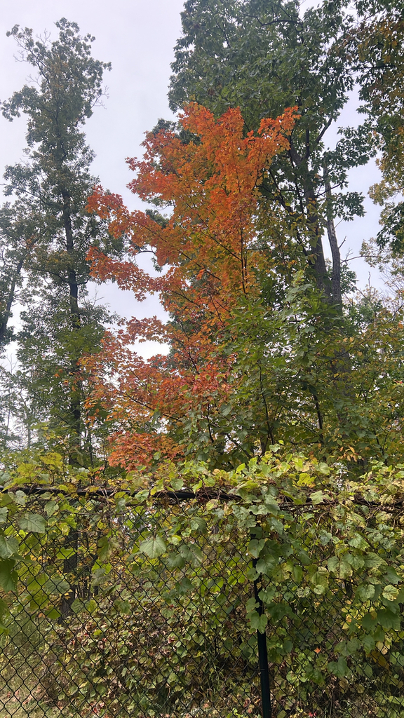 One maple gone orange from top to bottom, standing among taller trees that are still green.