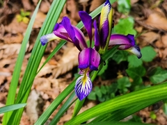 Iris graminea