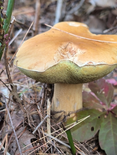 King Bolete
