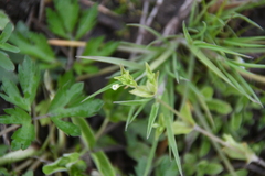 Arenaria serpyllifolia