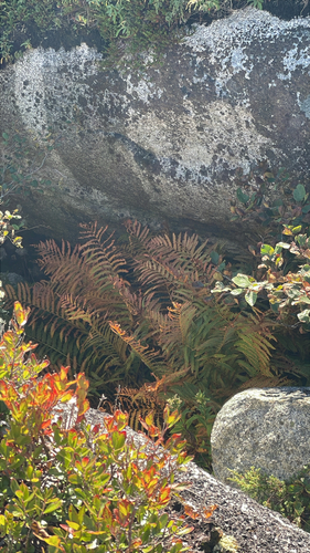 cinnamon fern