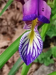 Iris graminea
