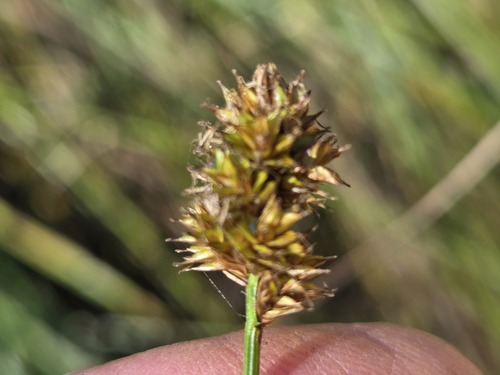 Carex macloviana, 2026-10-03