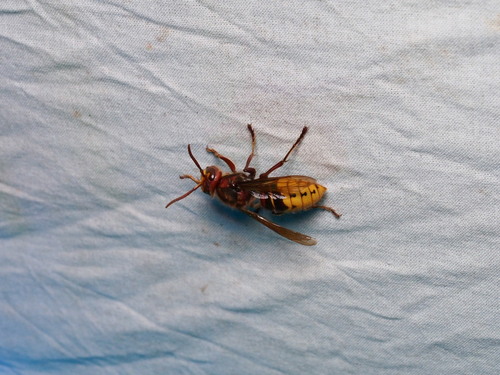 European Hornet
