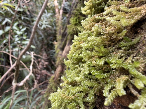 Weymouthia cochlearifolia observed 2026-10-02