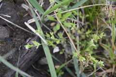 Arenaria serpyllifolia