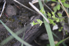 Arenaria serpyllifolia