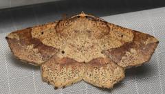 Euchlaena deplanaria