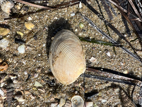 Katelysia rhytiphora, 2026-10-04