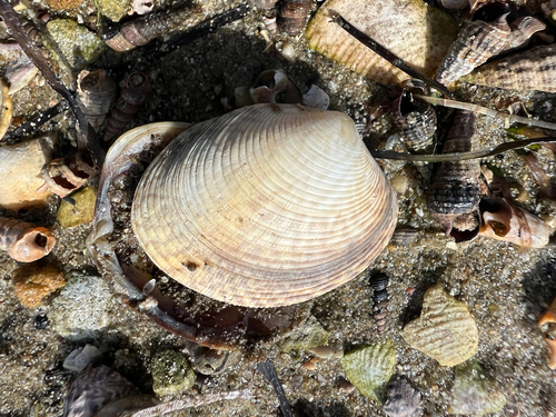 Katelysia rhytiphora, 2026-10-04