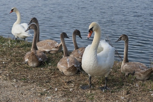 Mute Swan