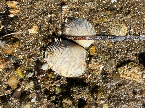 Katelysia rhytiphora, 2026-10-04