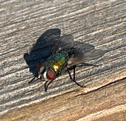 Common European Greenbottle Fly