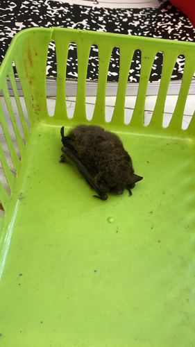 Little Brown Bat observed by bhalper2