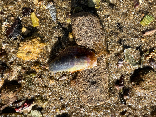 Arcuatula senhousia observed 2026-10-04