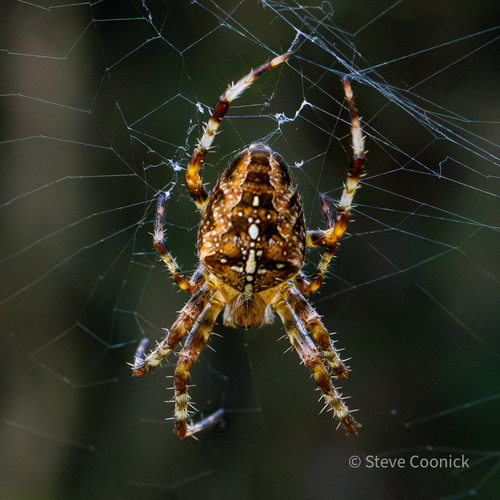 Cross Orbweaver
