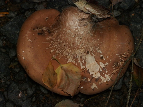 birch polypore