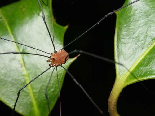 Leiobunum rotundum