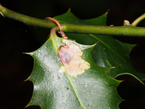 European Holly Leafminer