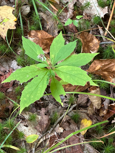 whorled wood aster