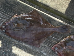 Limanda limanda