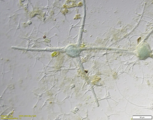 Megalospora observed 2026-10-04