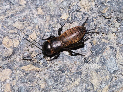 European Field Cricket