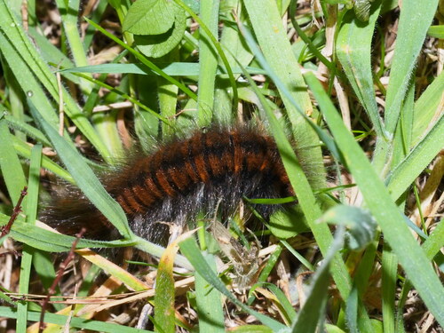 Fox Moth