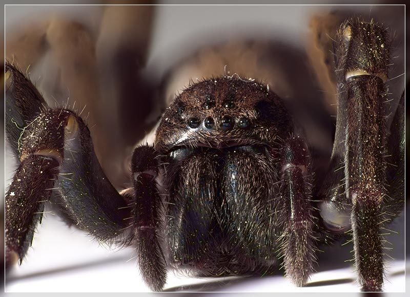 Large Brown Vagrant Spider (Uliodon albopunctatus) · iNaturalist