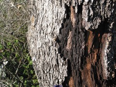 Biscogniauxia mediterranea