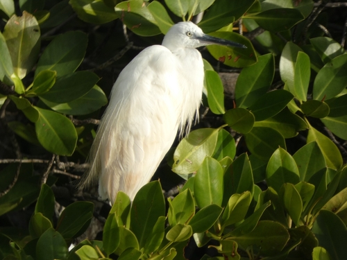 Egretta garzetta