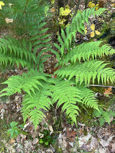 marginal wood fern