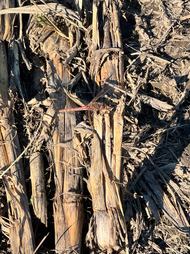 Variegated Meadowhawk