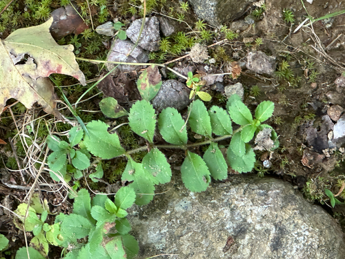 heath speedwell