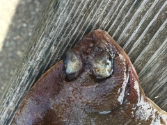 Limanda limanda