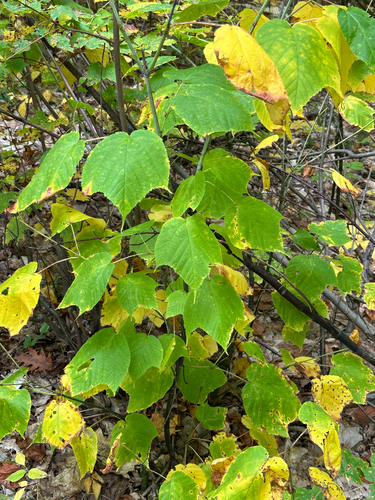 striped maple
