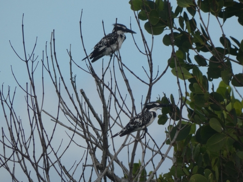 Ceryle rudis