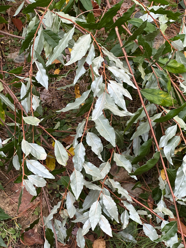 autumn olive