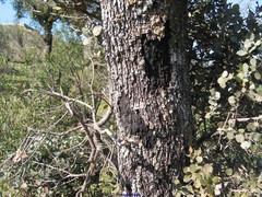 Biscogniauxia mediterranea