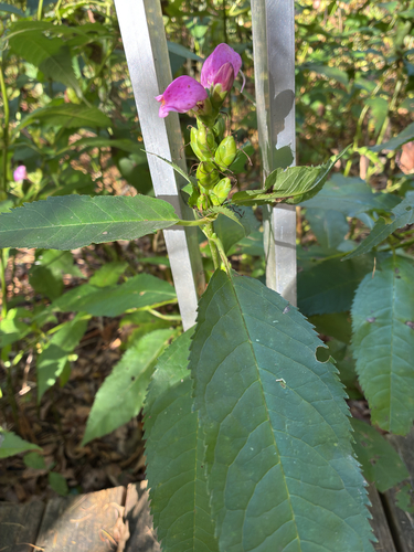pink turtlehead