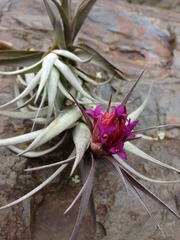 Tillandsia nana