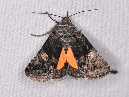 Copanarta aurea