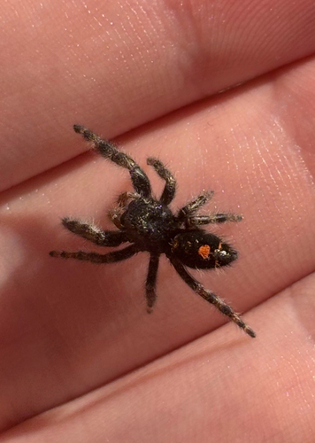 Bold Jumping Spider
