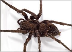 Uliodon albopunctatus