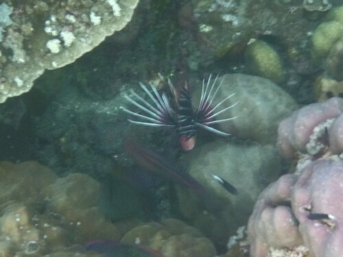 Pterois radiata observed 2026-09-30